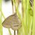 newly emerged St. Francis' Satyr butterfly rests on a sedge.
