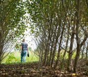 Poplar tree research plot