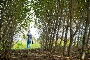 Poplar tree research plot