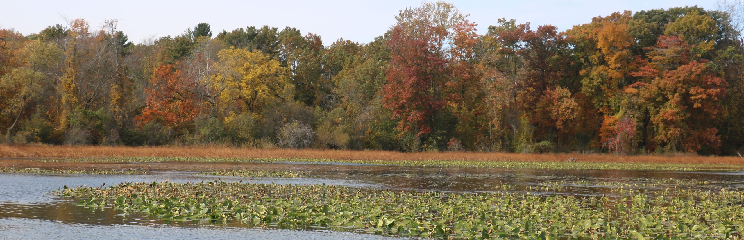 A row of trees in fall foliage on the edge of Wintergreen Lake at the W.K. Kellogg Bird Sanctuary.