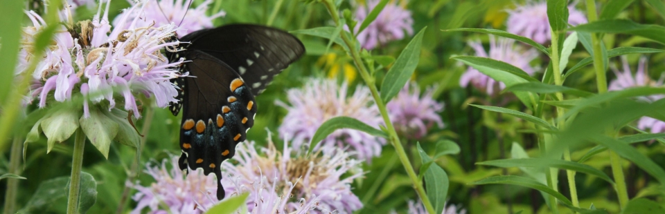 A swallowtail butterfly feeds on a monarda bloom in a prairie strip planting at KBS.
