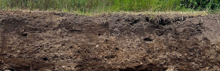 Cross-section of soil, showing the above-ground plants and below-ground roots.