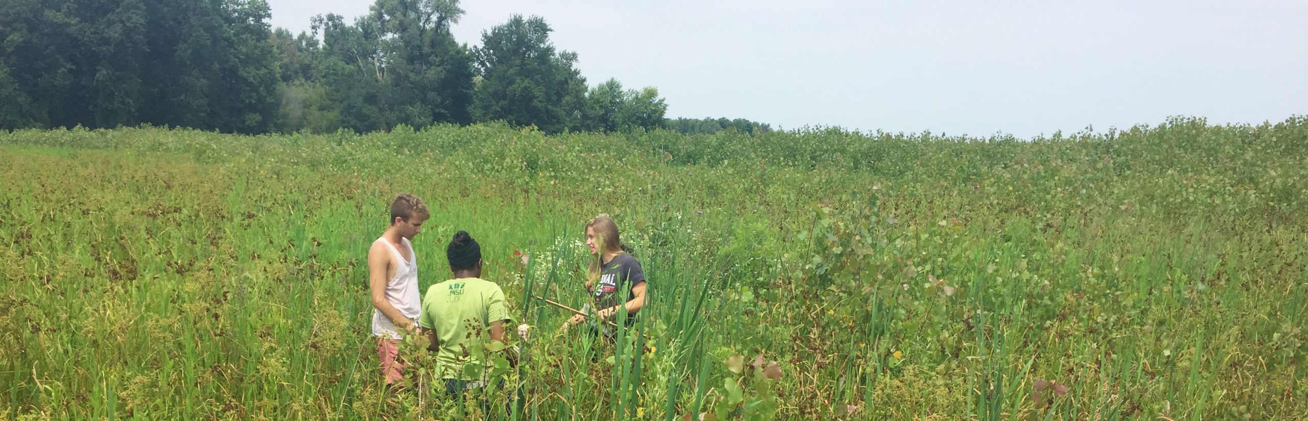 KBS summer students stand in a field of prairie plants.