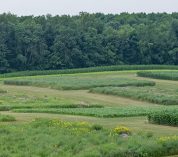 Wide-angle view of the Great Lakes Bioenergy Research Center plots. Photo credit: Kurt Stepnitz Photography