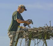 DNR Wildlife Biologist Ken Kesson places a young Osprey in its nest at Lux Arbor Reserve