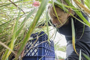 Dr. Sarah Roley conducting research at the Great Lakes Bioenergy Research Center (GLBRC)