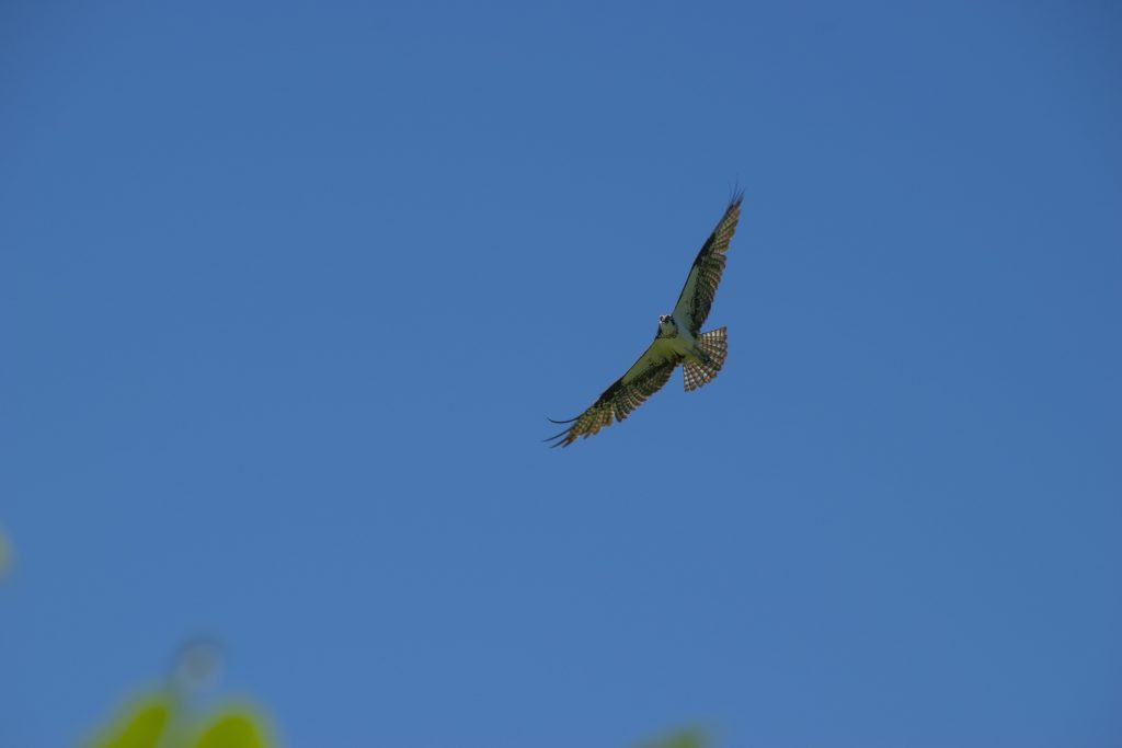 An osprey flying over Lux Arbor (Photo credit: Lucas Hamilton)