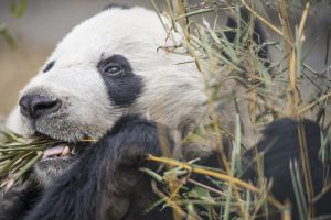 panda with bamboo