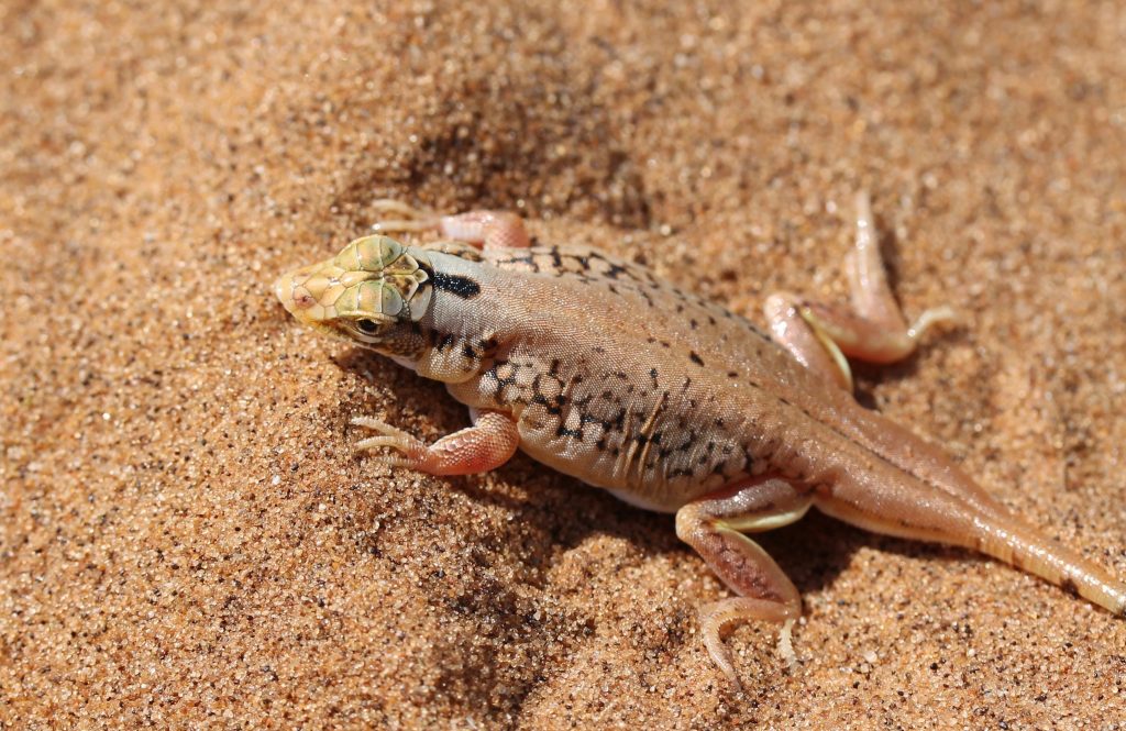 fitznamibia2