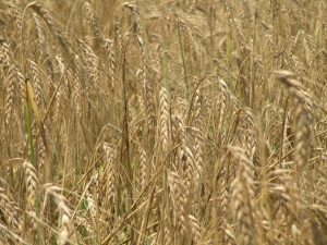 Photo of barley grown at Kellogg Farm