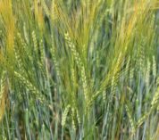 Barley grown at KBS