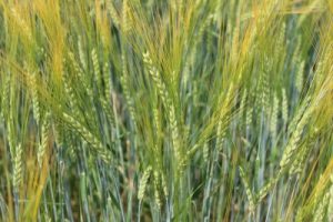 Barley grown at KBS