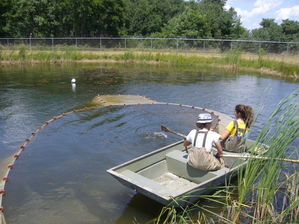 Catching Notonecta undulata adults with the boat. Tough work but thrilling!
