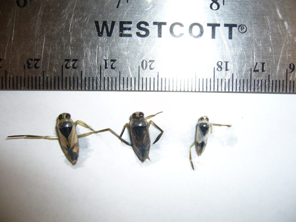 Notonecta irrorata adult (length 13.1-14.5 mm), Notonecta undulata adult (length 10.9-12.3 mm)