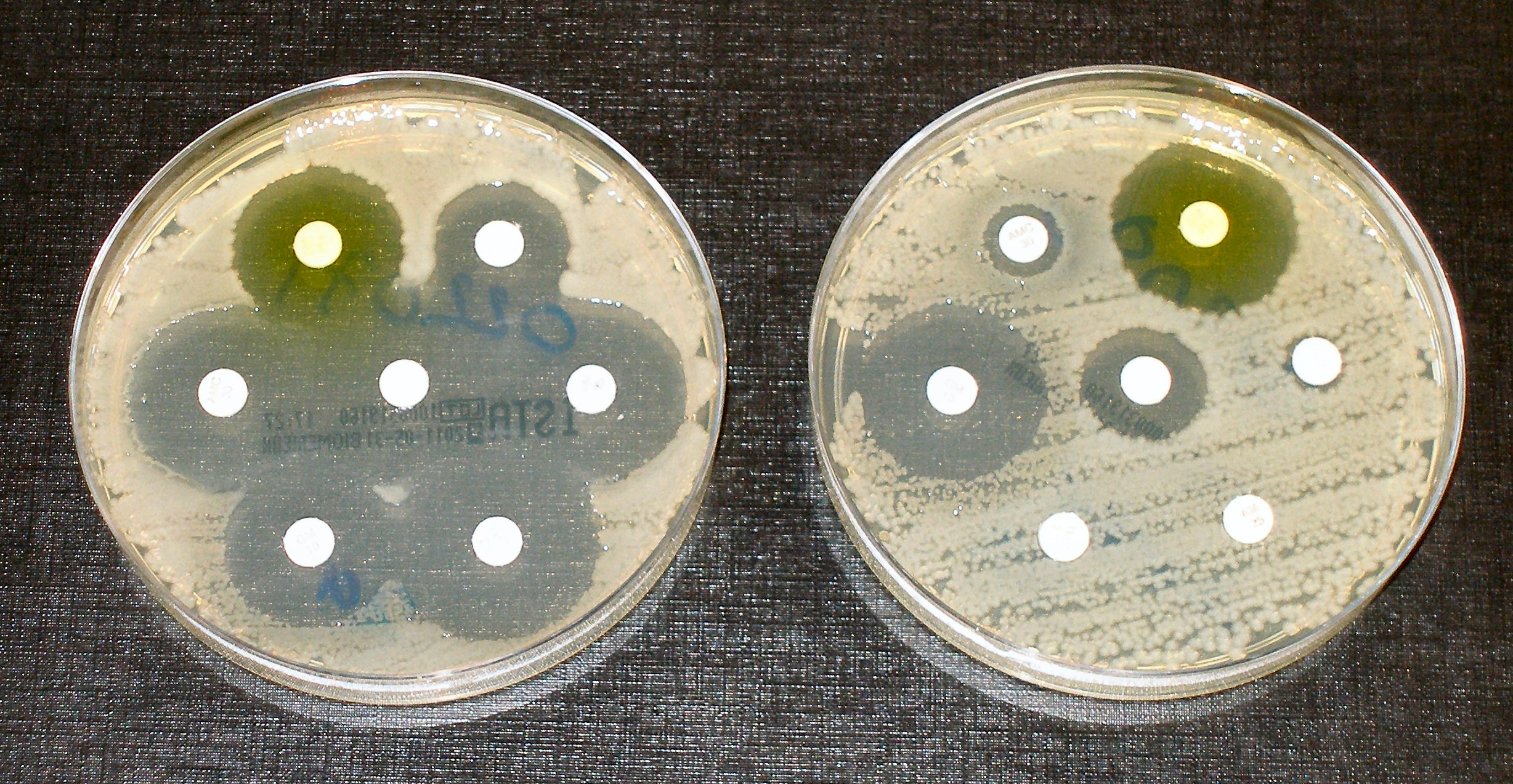 Antibiotic Resistance Lesson W K Kellogg Biological Station