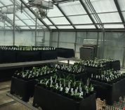 Walus' greenhouse experiment