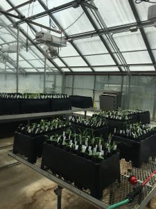 Walus' greenhouse experiment