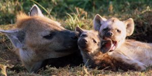 photo of hyena, part of Dr. Holekamp's research study