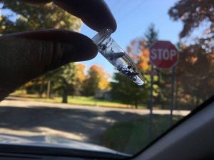 A test tube with blacklegged ticks, collected at Michigan State University's W.K. Kellogg Experimental Forest in Augusta, MI, on Oct. 23, 2016. (Courtesy of Jean Tsao)