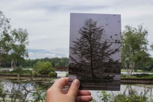 historical then and now photo of the bridge at the Bird Sanctuary