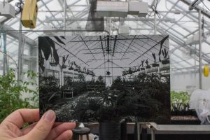 Historical then and now photo of greenhouse