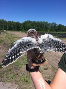 Kestrel nestling on blueberry farm