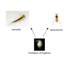 Simple food web of study organisms