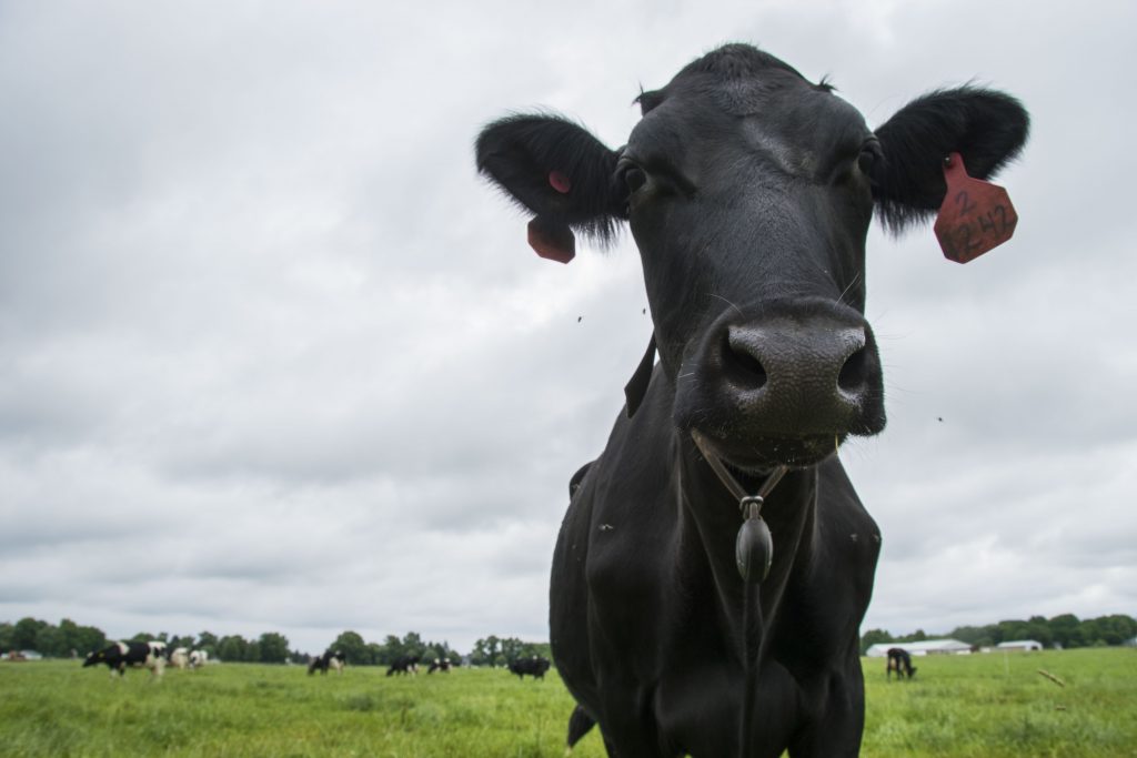 A cow at KBS