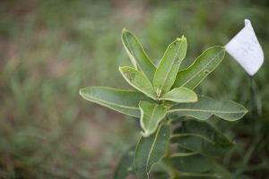 Aphids on a milkweed plant
