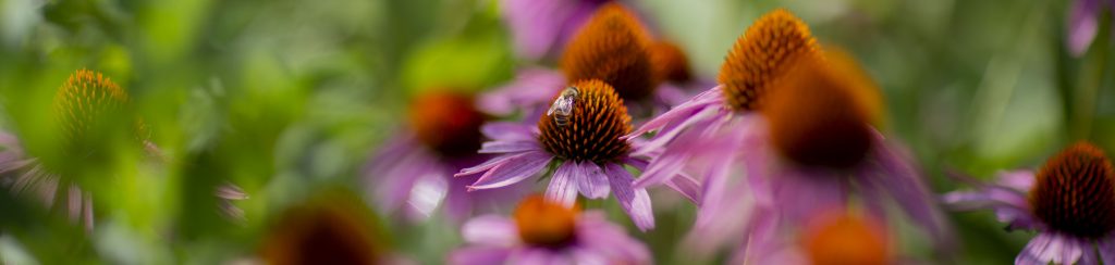 A bee rests on a coneflower in the Sanctuary's pollinator garden
