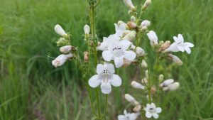 Penstemon hirsutus (Hairy beardtongue, extinct in Kalamazoo)