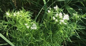 Pycnanthemum tenuifolium (Narrowleaf mountain mint, extinct in Kalamazoo)