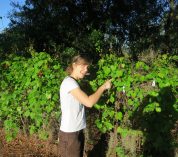 MSU Scientist Marjorie Weber with grape vines