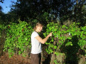 MSU Scientist Marjorie Weber with wild grape plants