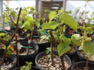 Wild grape plants in a greenhouse at KBS