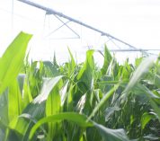 Irrigated corn at KBS Long Term Ecological Research site