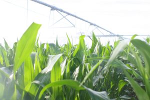Irrigated corn at KBS Long-Term Ecological Research site