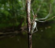 Spider along riverway
