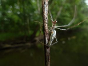 Spider along riverway