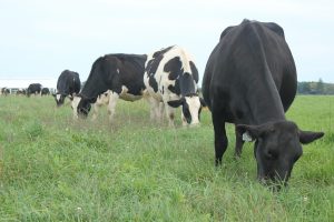 Cows grazing at KBS Kellogg Farm