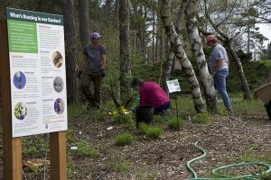 Garden volunteers working in the Sanctuary's pollinator garden