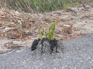 Plant growing through asphalt in Leland.
