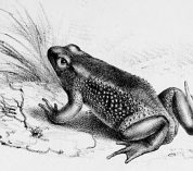 Black and white sketch of Jambato Toad
