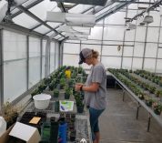 Stark conducting research in greenhouse