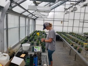 Stark conducting research in greenhouse