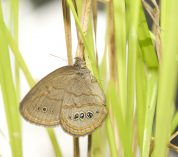 newly emerged St. Francis' Satyr butterfly rests on a sedge.