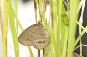 A newly emerged St. Francis' Satyr butterfly rests on a sedge.