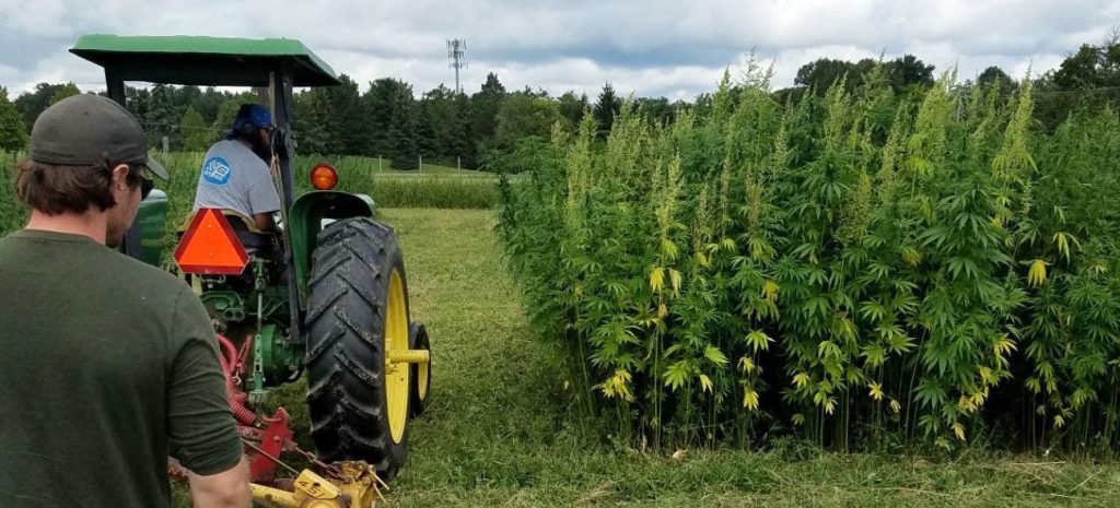 A man in a tractor surveys a plot of industrial hemp.