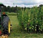 A man in a tractor surveys a plot of industrial hemp.
