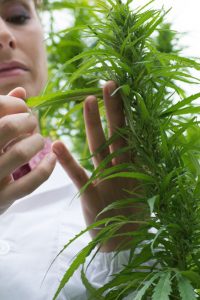 A woman examines the leaves of a hemp plant in a laboratory.